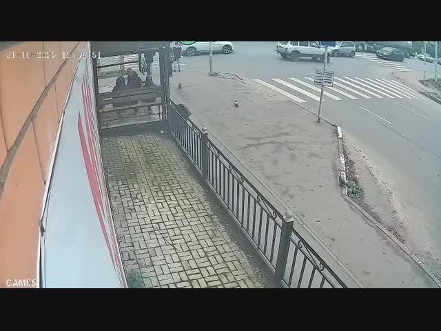 Голубь испугался