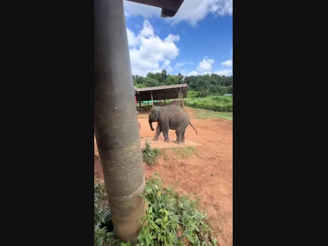 Взаимопощь у слонов