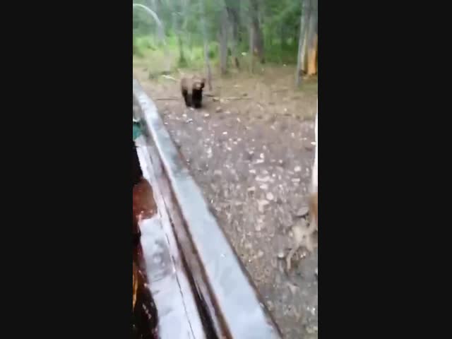 Медвежий рай