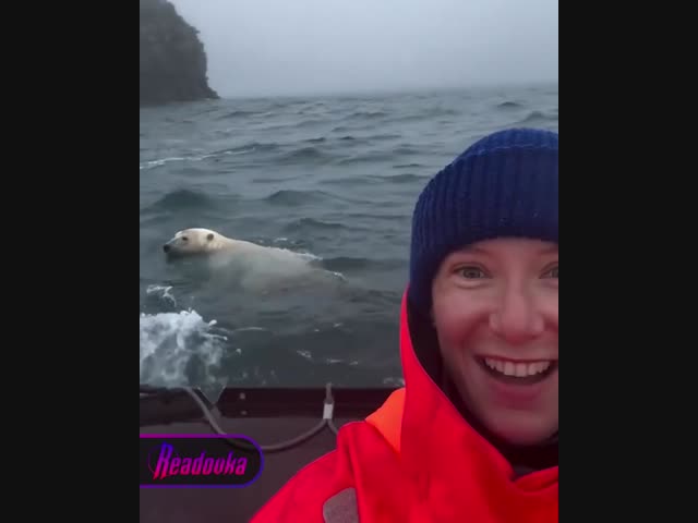 Белый медведь проплыл рядом с туристами на Чукотке