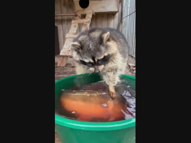 Ну и как это полоскать?