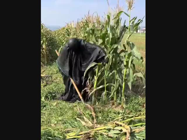 Шустрые азиаты