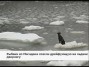Рыбаки спасли со льдины собаку