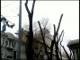 Омоложение деревьев в Одессе.