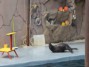 Тюлень танцует брейк-данс